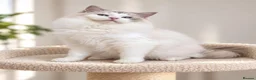 Ragdoll cats for sale: LAST STUNNING BOY TICA REGISTERED  - Advert 9