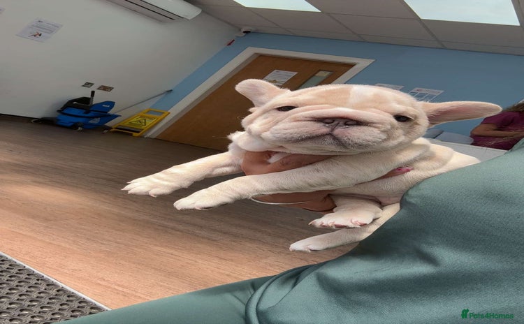 French Bulldog dogs in Liverpool - Advert 4