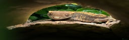 Gecko reptiles for sale: Harlequin Tricolour Crested Gecko + Large Tank - Advert 2