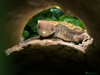 Gecko reptiles for sale: Harlequin Tricolour Crested Gecko + Large Tank - Advert 1