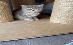 Scottish Fold cats for sale: Pedigree Scottish fold and straight kittens - Image 3