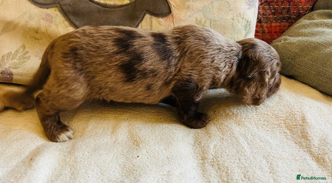 Cocker Spaniel dogs for sale: STUNNING WORKING COCKER SPANIEL PUPS - Advert 26