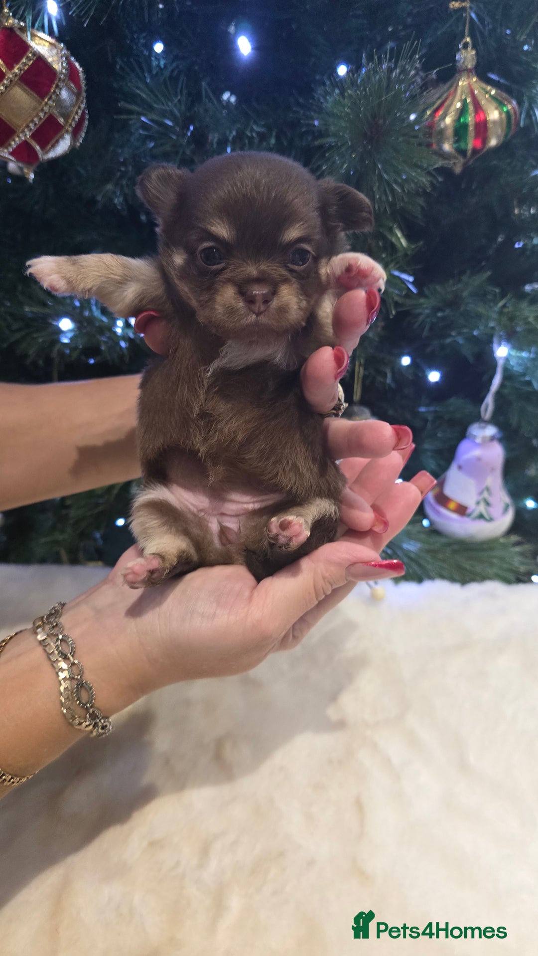 Chihuahua dogs for sale: Chihuahua puppies Russian ancestry with perfect bo - Advert 15