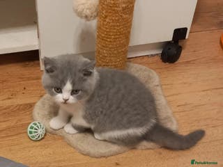 British Shorthair cats Stunning British short hair kittens 2 GIRLS READY - Advert 9
