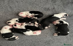 Old English Sheepdog dogs for stud: Stud KC Old English Sheepdog in Peterborough - Image 17