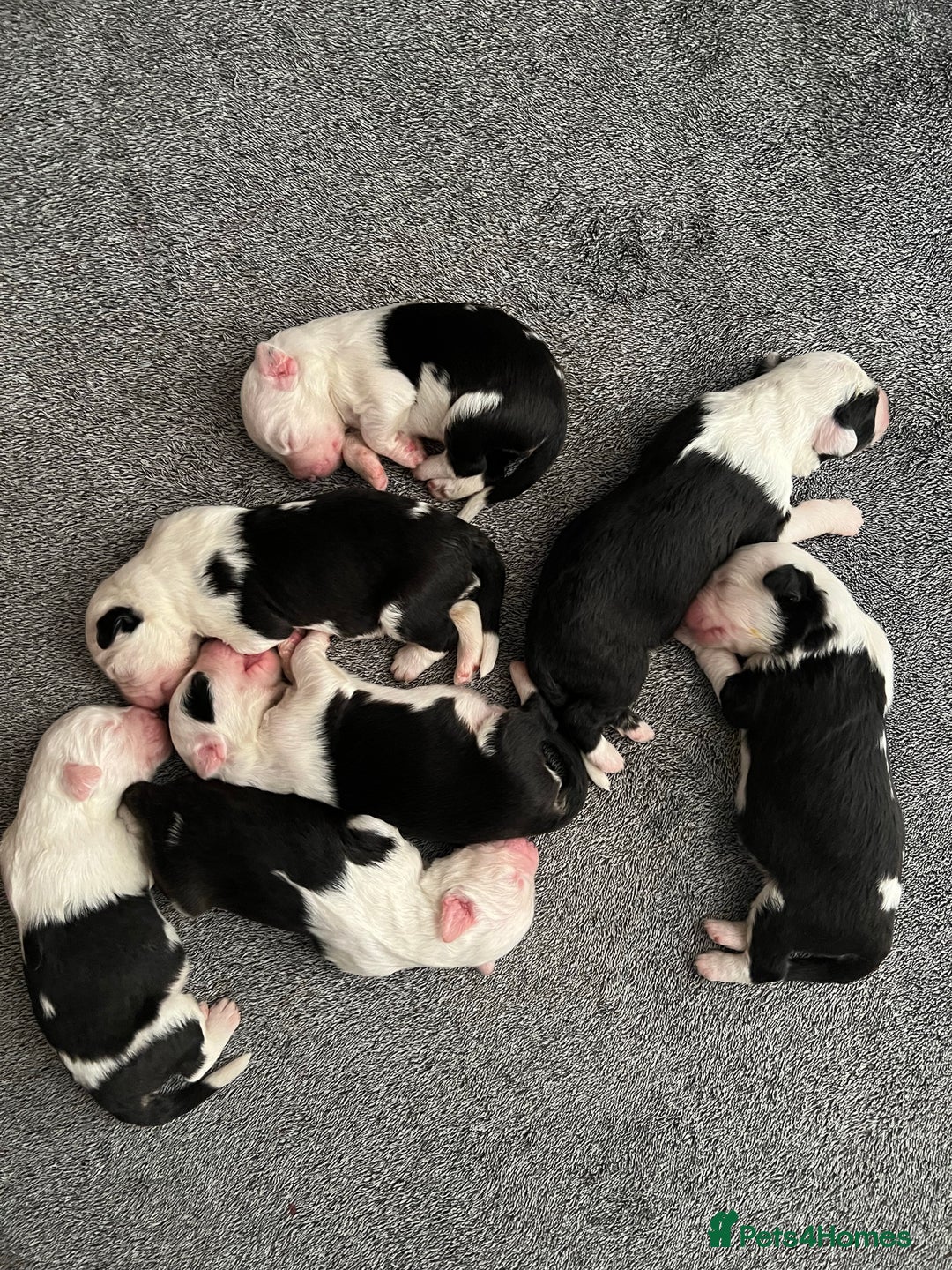 Old English Sheepdog dogs for stud: Stud KC Old English Sheepdog in Peterborough - Image 17