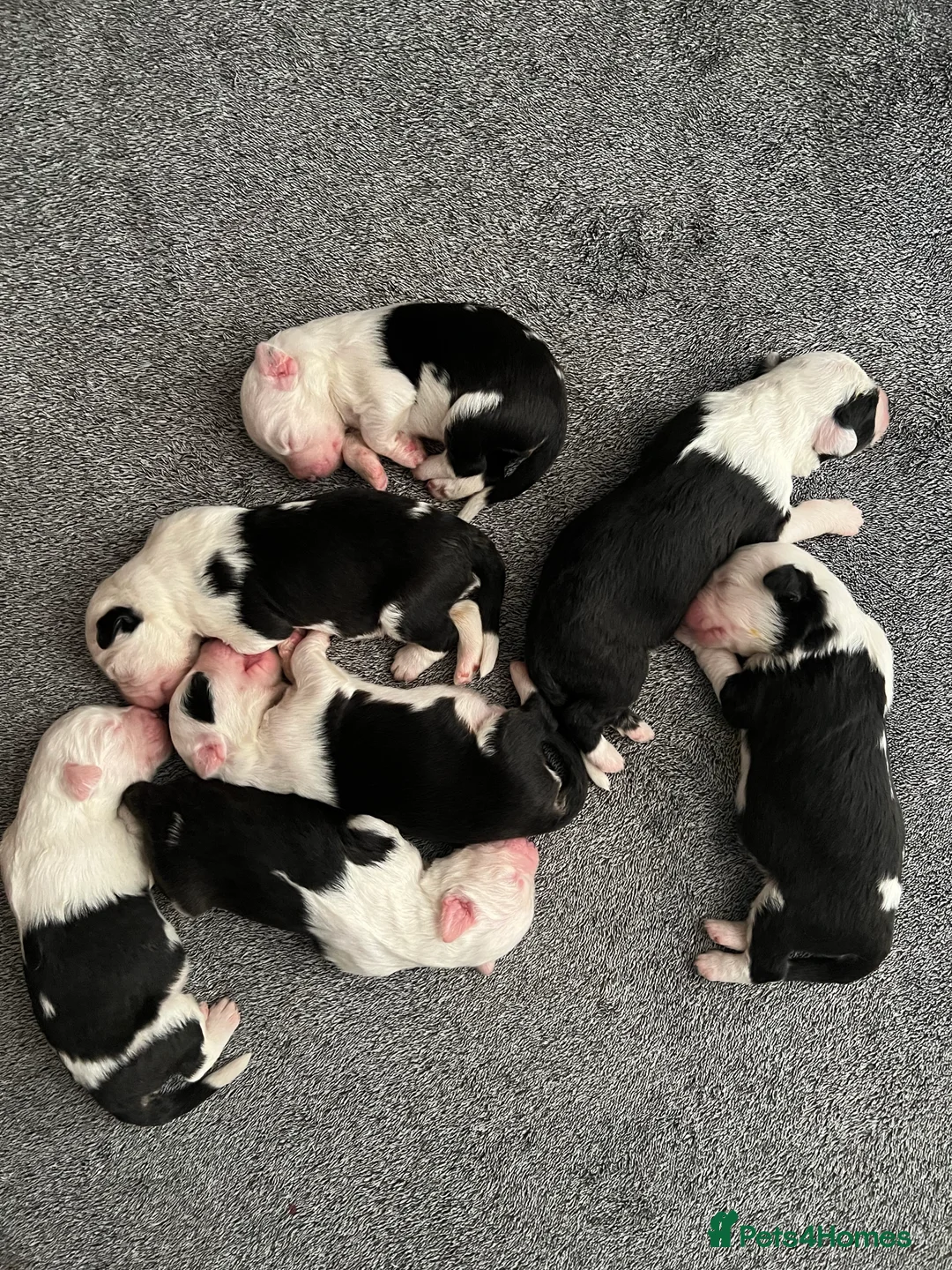 Old English Sheepdog dogs for stud: Stud KC Old English Sheepdog in Peterborough - Advert 17