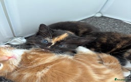 Mixed Breed cats for sale: Beautiful Kittens Looking for Their Forever Homes - Image 2