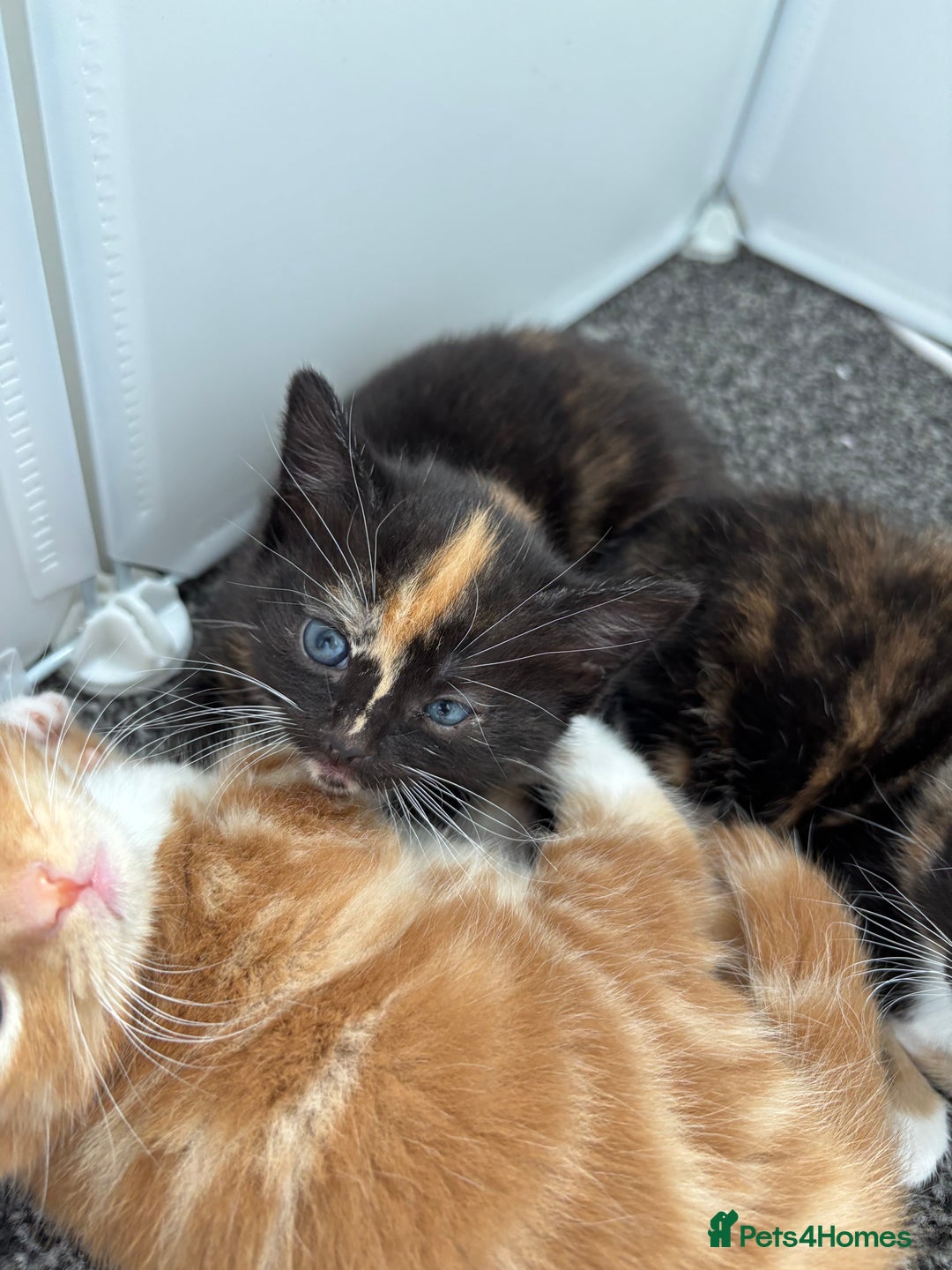 Mixed Breed cats for sale: Beautiful Kittens Looking for Their Forever Homes - Image 2
