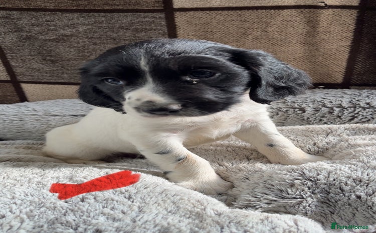 English Springer Spaniel dogs Quality ESS KC Reg Health Tested Parents 5⭐️ - Advert 2