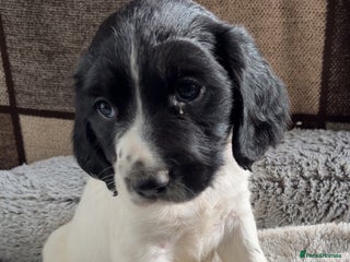 English Springer Spaniel dogs Quality ESS KC Reg Health Tested Parents 5⭐️ - Advert 3