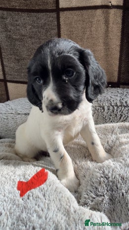 English Springer Spaniel dogs Quality ESS KC Reg Health Tested Parents 5⭐️ - Advert 3