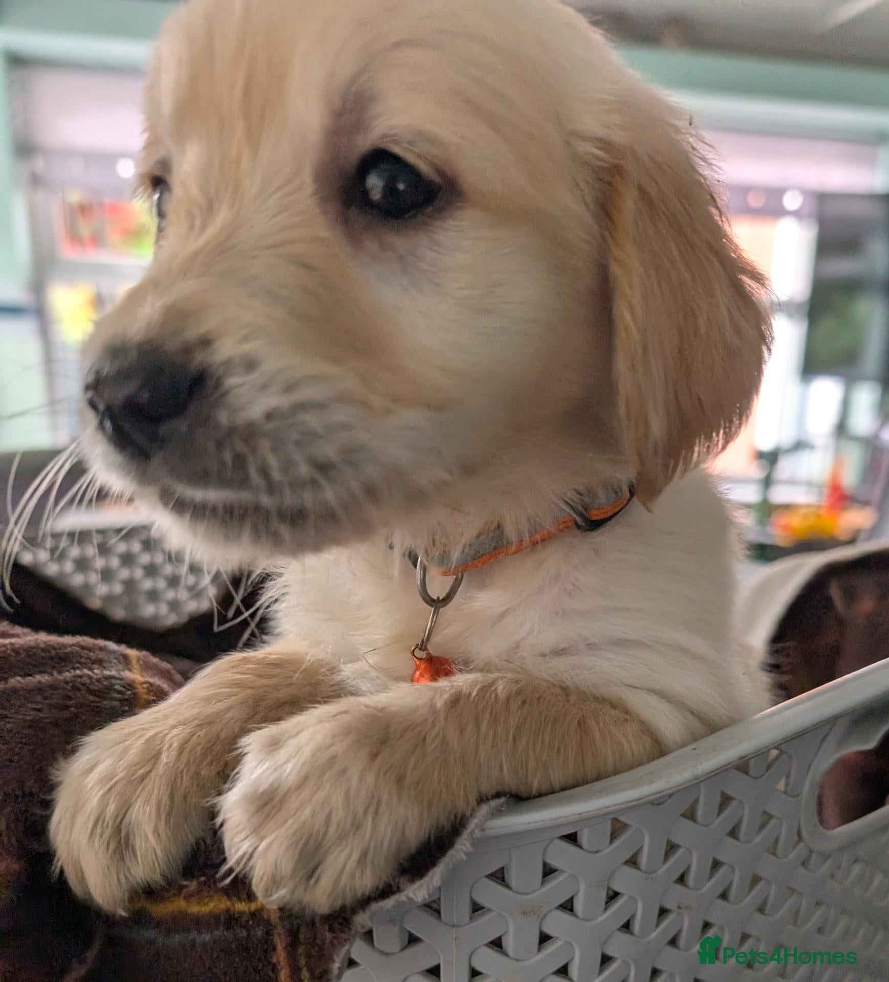 Golden Retriever dogs for sale:  Fully vaccinated KC reg golden retriever  - Advert 3