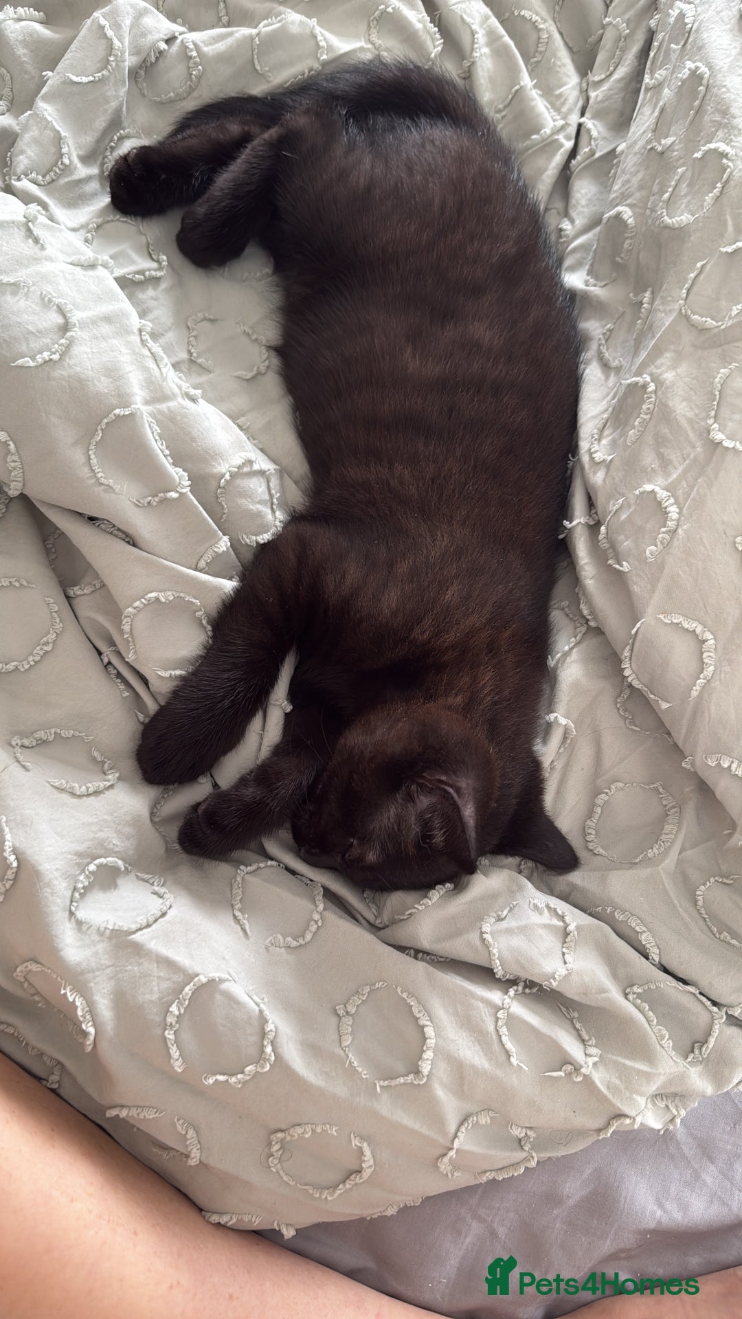 British Shorthair cats for sale: Full BSH kittens 13 weeks GCCF Parents. One gone!  - Image 25