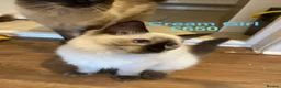 Ragdoll cats for sale: 💖Fabulous Pure Ragdoll Kittens Waiting for Love❤️ - Advert 10