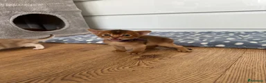 Abyssinian Kitten 1