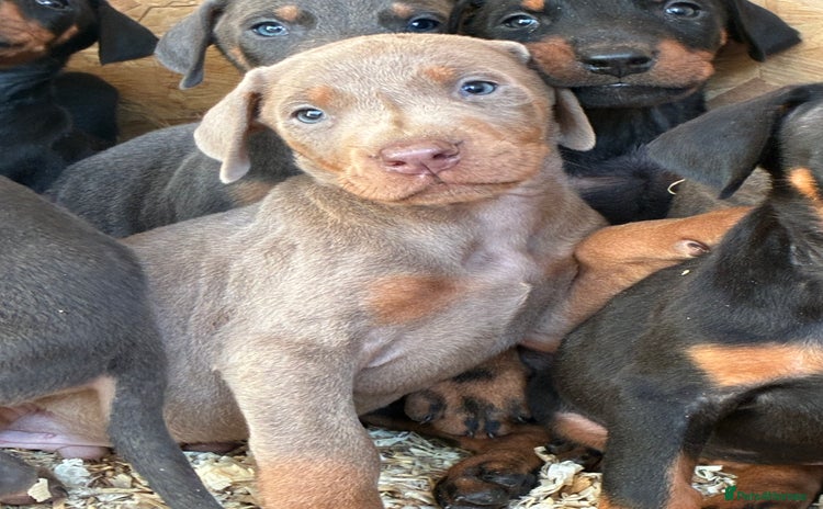 Dobermann dogs - Advert 1