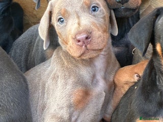 Dobermann dogs for sale - Advert 1