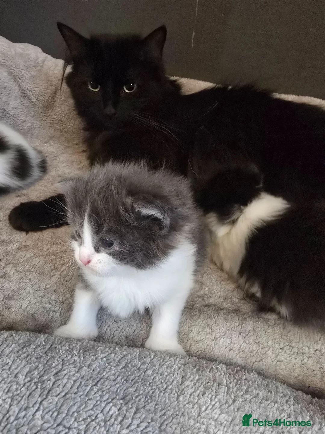 Mixed Breed cats for sale: Kittens in Elgin - Advert 15