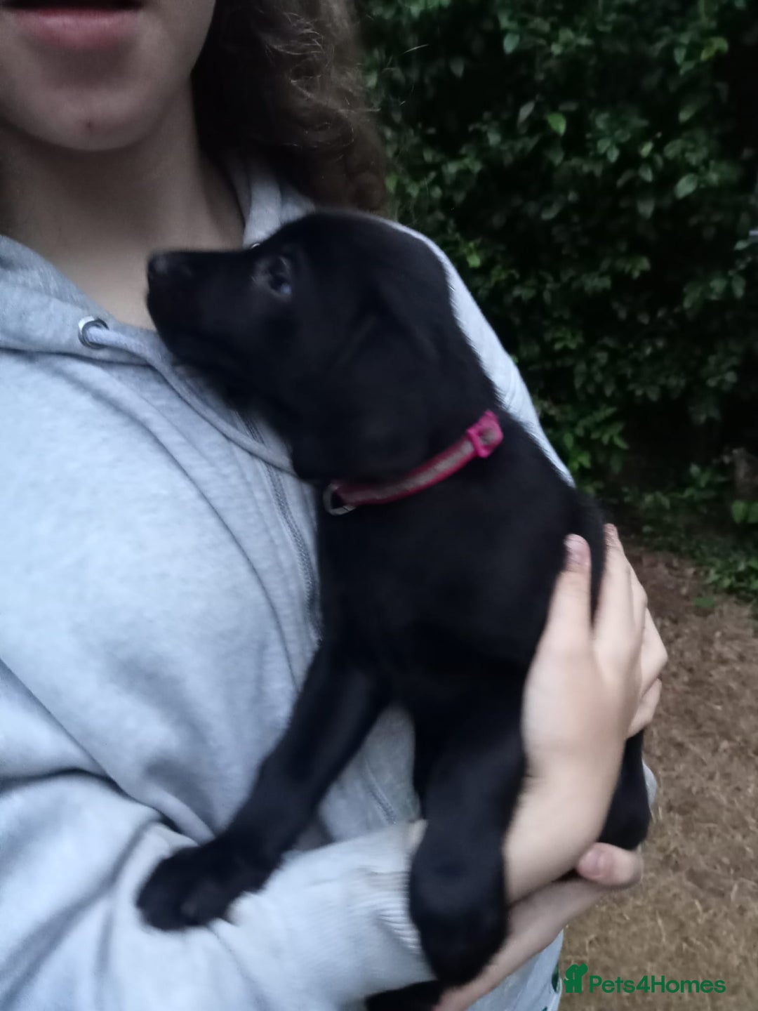 Labrador Retriever dogs for sale: KC Registered Labrador Retriever Puppies in Ross-on-Wye - Image 28