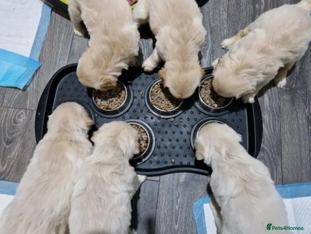 Golden Retriever dogs for sale: Golden Retriever Puppies Available - Advert 5