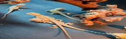 Bearded Dragon reptiles for sale: Super friendly bearded dragons - Advert 17