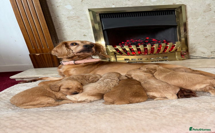 Cockapoo dogs - Advert 2