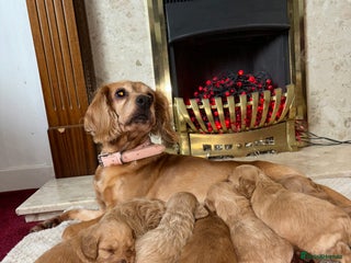 Cockapoo dogs - Advert 8