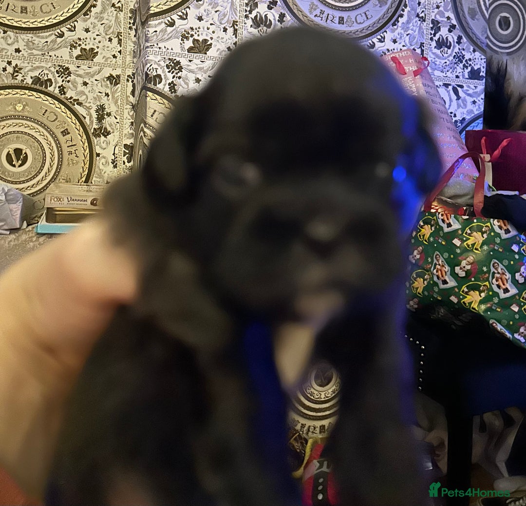 Shih Tzu dogs for sale: Beautiful shih tzu pups for sale  - Advert 10