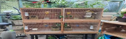 Canaries birds for sale: Male & Female Canaries for sale - Advert 9