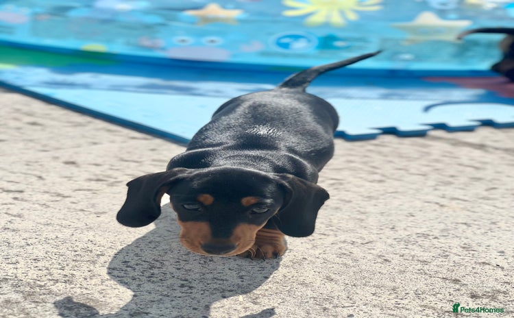 Miniature Dachshund dogs - Advert 14