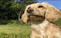 Cocker Spaniel dogs for sale: Cocker spaniel puppies - Image 14