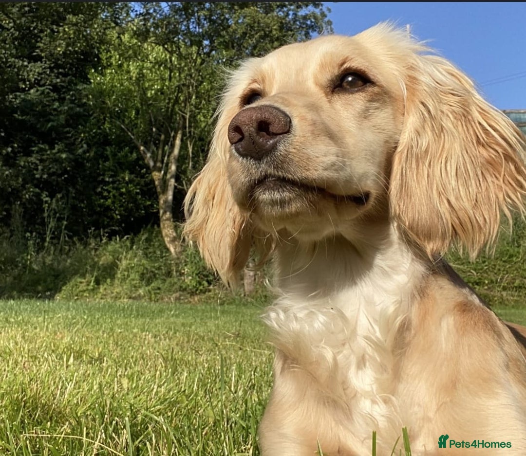 Cocker Spaniel dogs for sale: Cocker spaniel puppies - Image 14