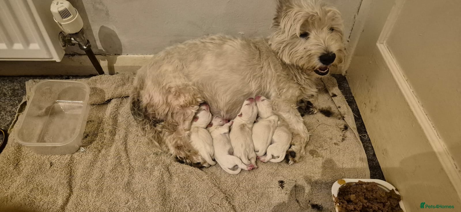 West Highland Terrier dogs KC reg west highland pups for sale  - Advert 1