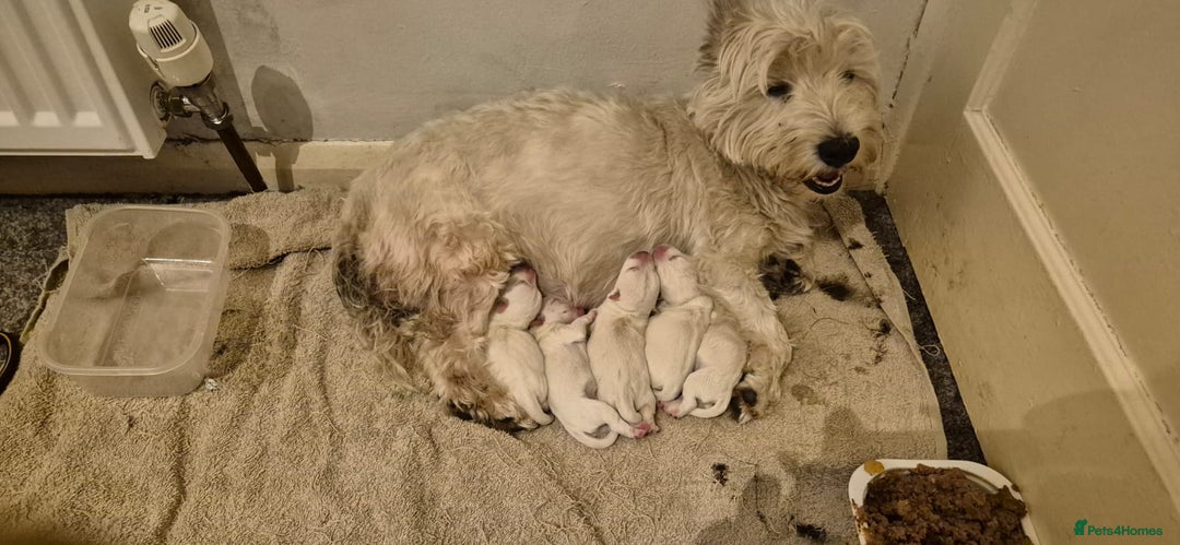 West Highland Terrier dogs for sale: KC reg west highland pups for sale  - Advert 1