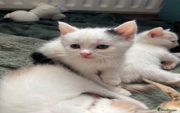 Mixed Breed cats for sale: 5 Adorable Fluffy White Playful Kittens  - Image 37