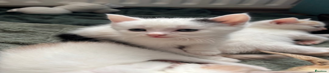 Mixed Breed Kitten 2