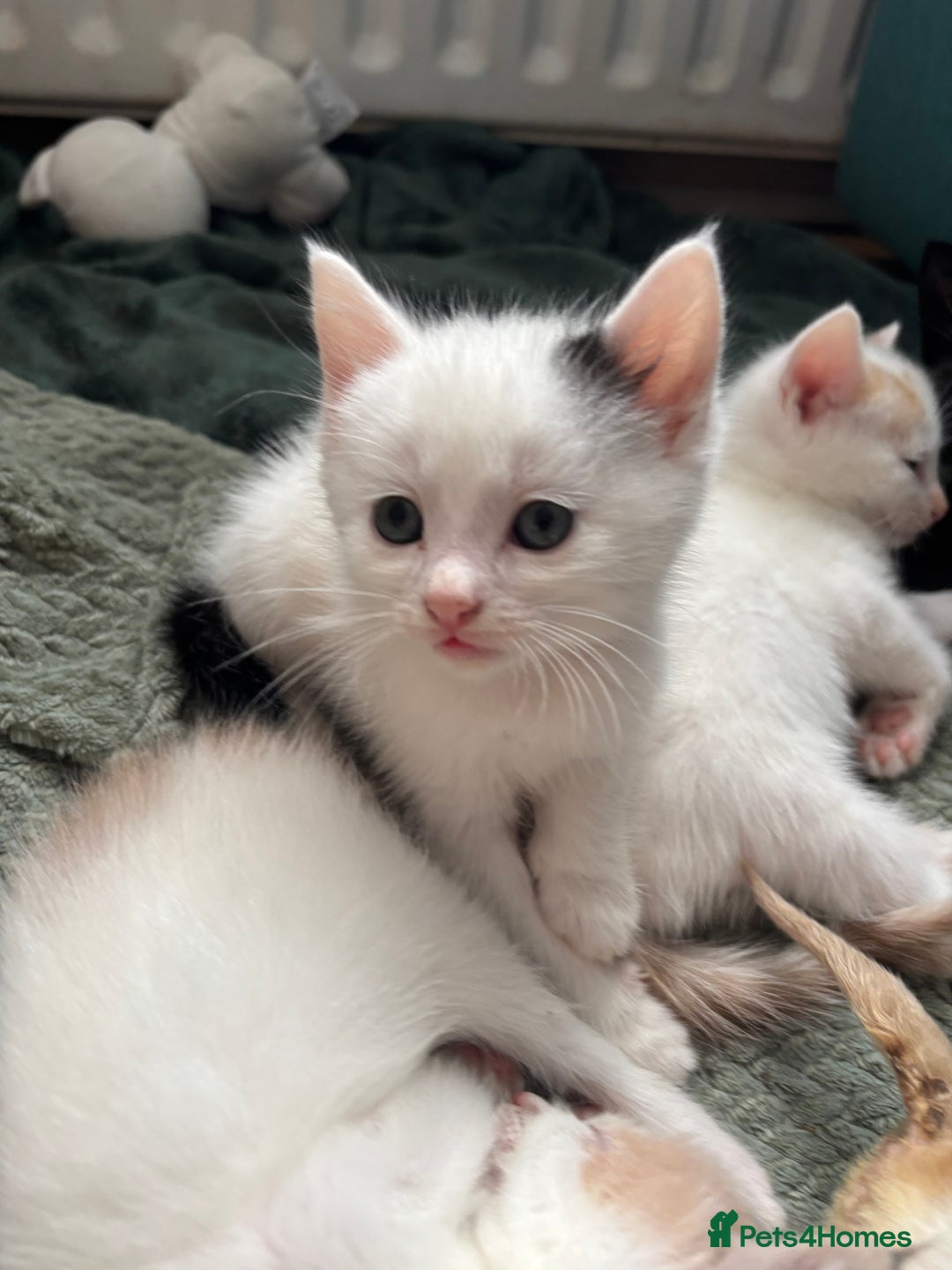 Mixed Breed cats for sale: 5 Adorable Fluffy White Playful Kittens  - Image 37
