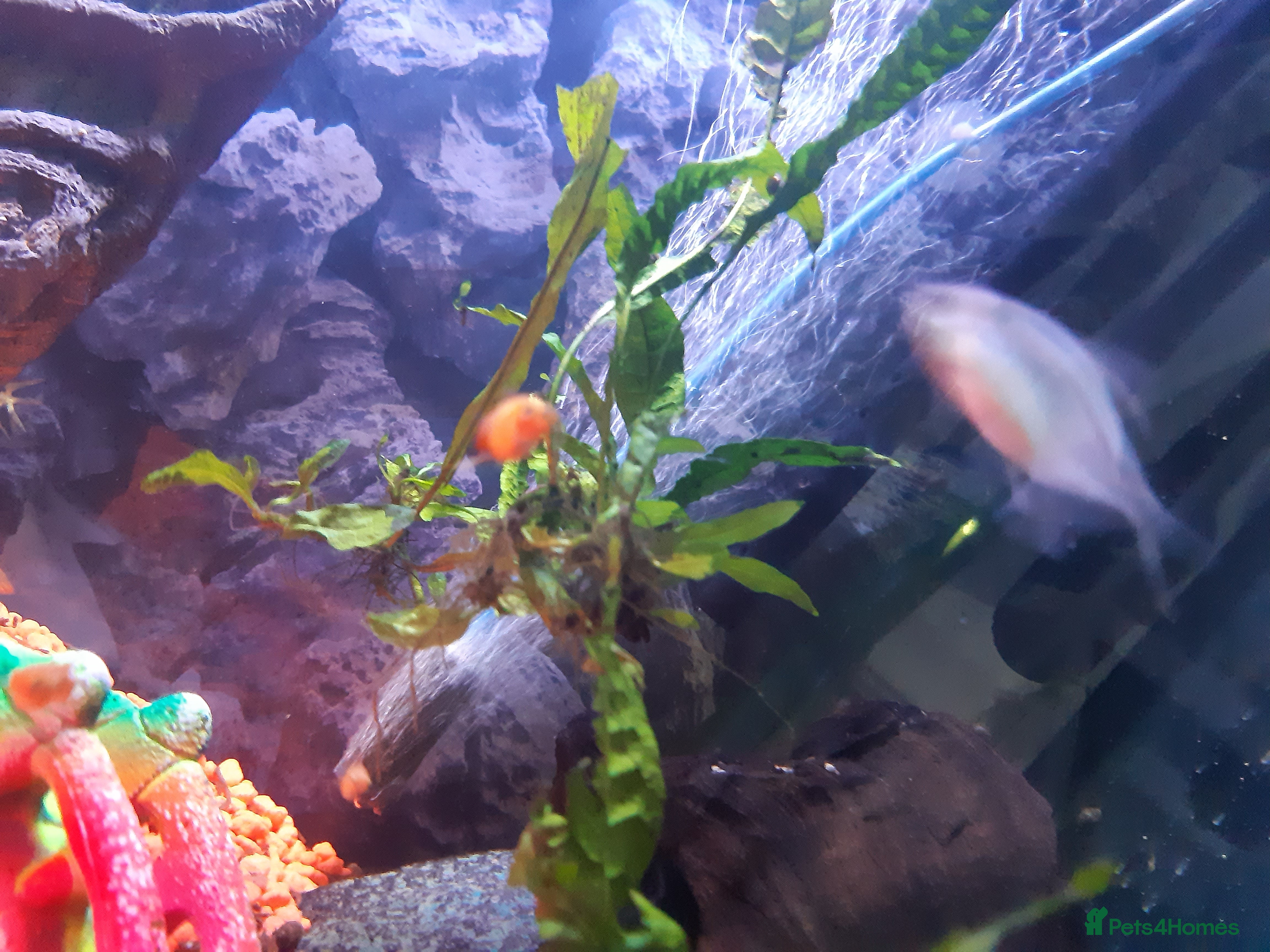 Platies fish Various sizes of babies  - Advert 2