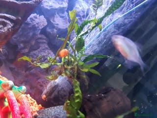 Platies fish Various sizes of babies - Advert 2