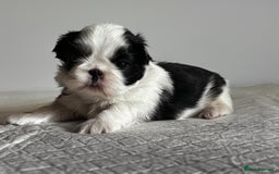 Shih Tzu dogs for sale: ♥️ Adorable Shih Tzu Puppies FoR sALe ♥️ - Image 6
