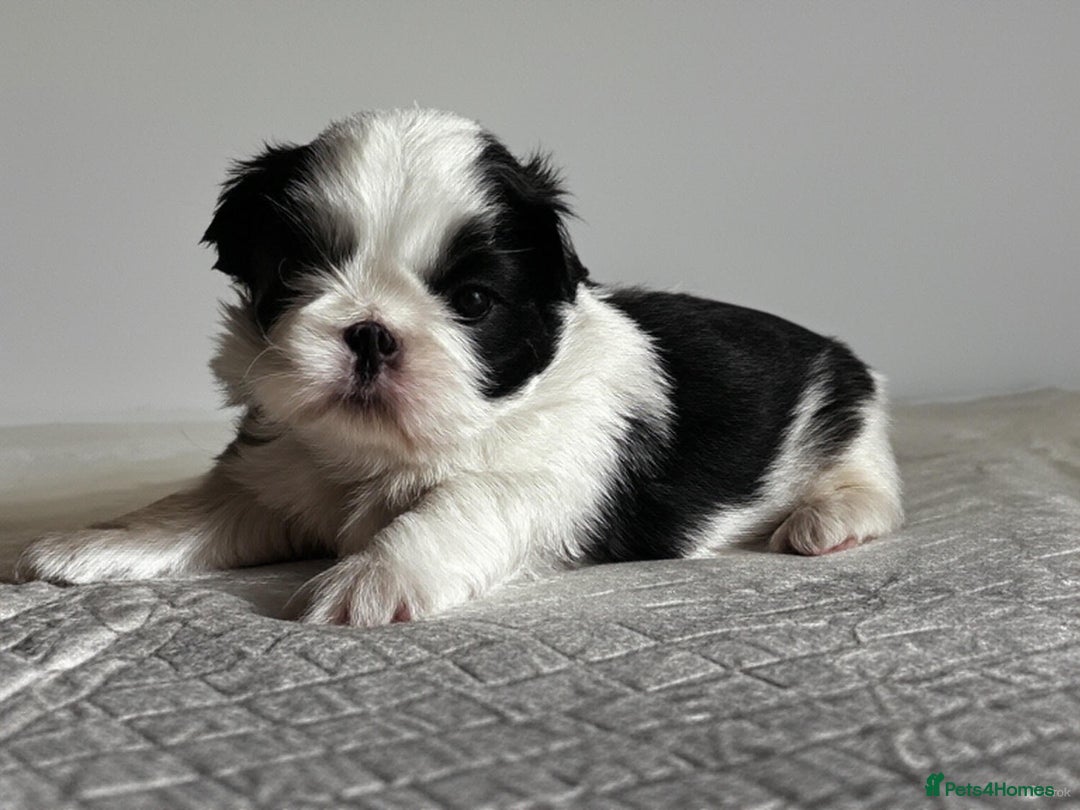 Shih Tzu dogs for sale: ♥️ Adorable Shih Tzu Puppies FoR sALe ♥️ - Image 6