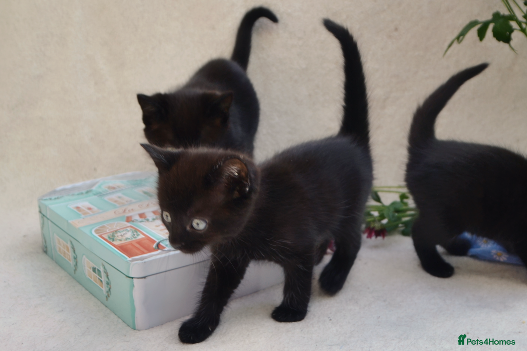 Mixed Breed cats for sale: Gorgeous Maine-Coon/Ragdoll/Bombay Mix Kittens!!! - Image 9