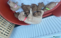 Cavapoo dogs for sale: F1b Teddy bear cavapoos Red & Apricot ❤️🧡 - Advert 9