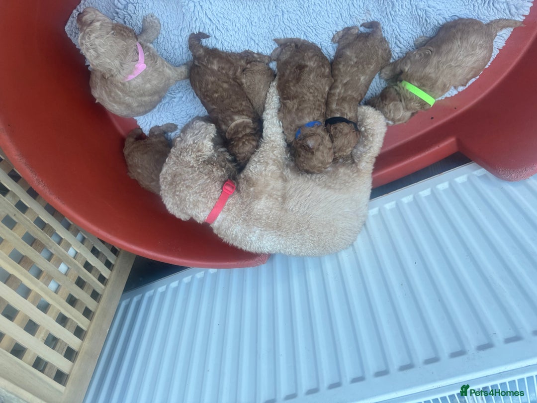 Cavapoo dogs for sale: F1b Teddy bear cavapoos Red & Apricot ❤️🧡 - Advert 9