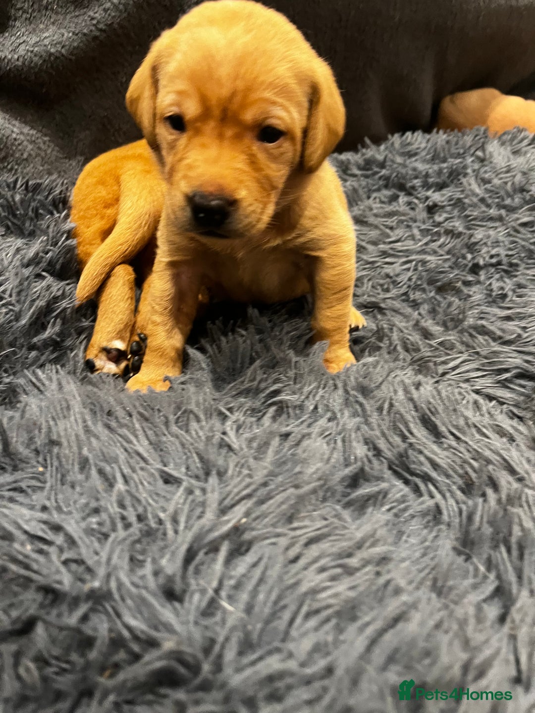 Labrador Retriever dogs for sale: Beautiful fox red puppies  - Advert 13
