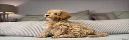 Maltipoo dogs for sale: OAKWELL RETRIEVERS ON INSTAGRAM  - Advert 9