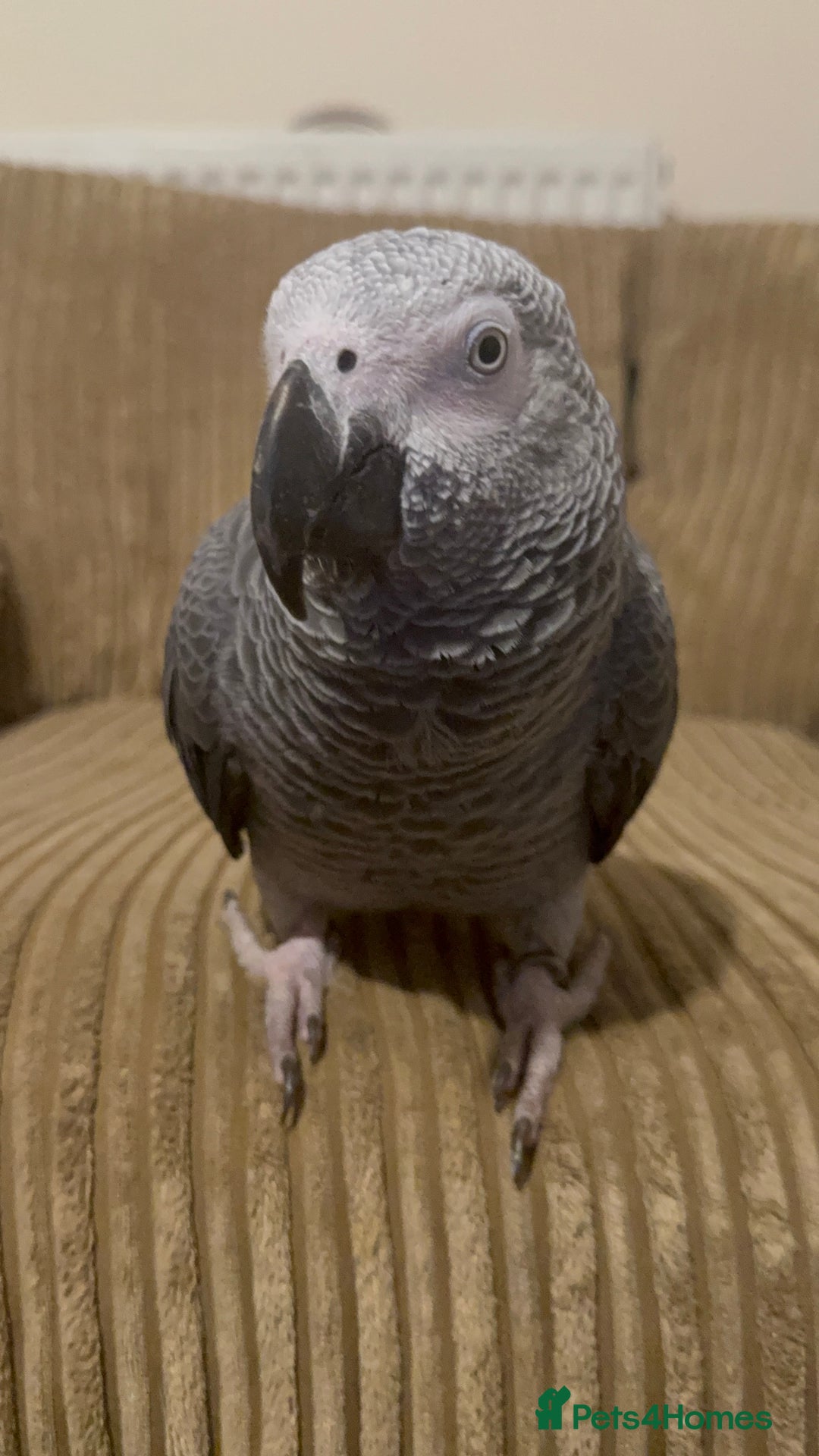 Parrots birds for sale: African Grey male URGENT - Advert 1