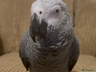 Parrots birds African Grey male URGENT - Advert 1