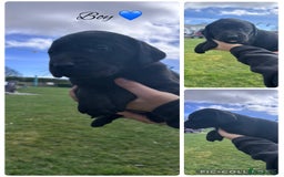 Labrador Retriever dogs for sale: Gorgeous Labrador pups for sale - Image 3